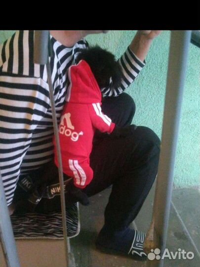 Костюм для маленькой собачки