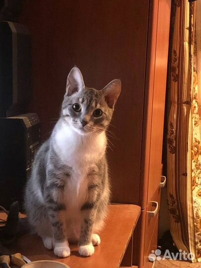 Кошка вот-вот останется одна