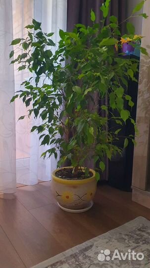 Фикус бенджамина