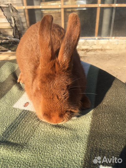 Кролик нзб, нзк, бсс