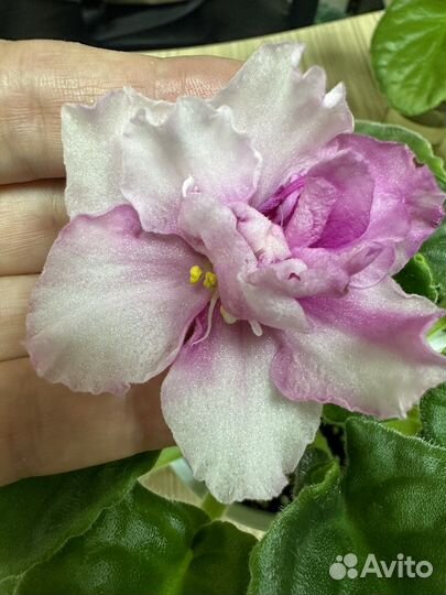 Фиалки Ле- Кудри Венеры и ек-Жемчужный зефир