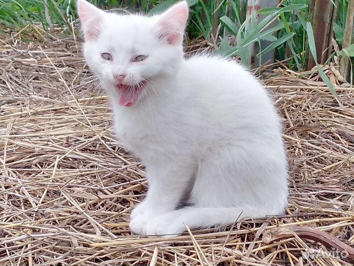 Котята