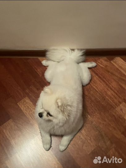 Шпиц для вязки