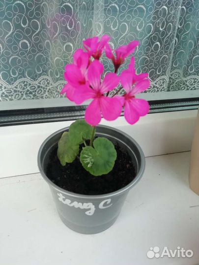 Герань пеларгония