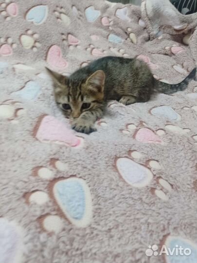 Котята в дар