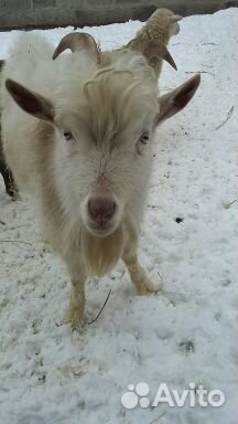 Козел Зааненской породы чистокровный