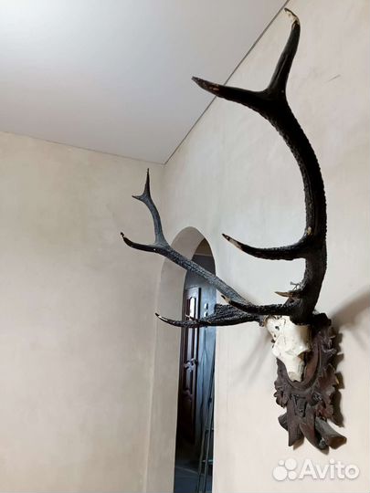 Оленьи рога на деревянном медальоне