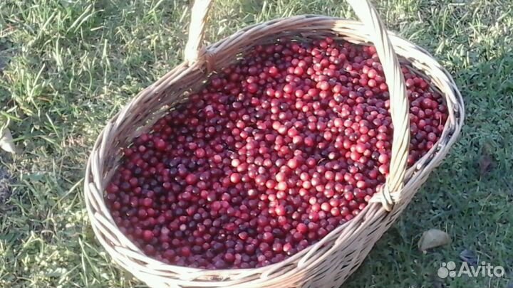 Брусника грибы маринованные,сушеные, огурцы сол