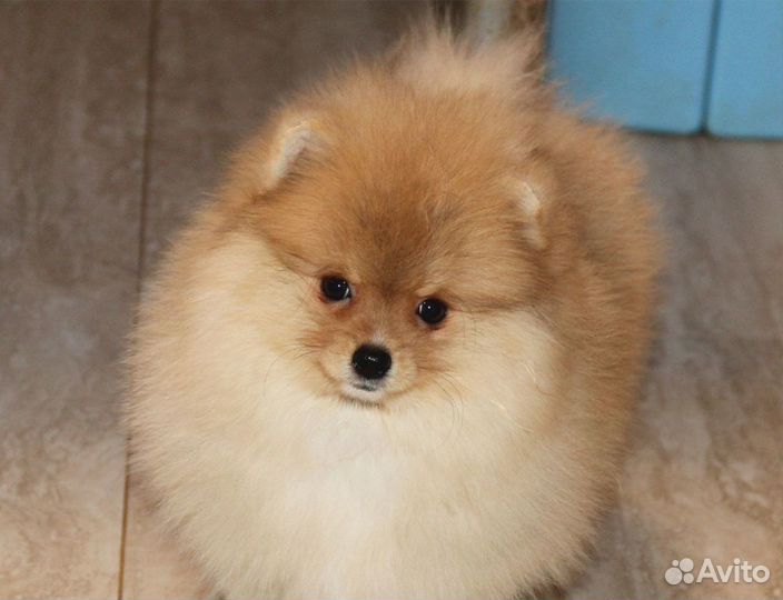 Немецкий шпиц щенок девочка