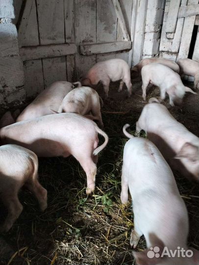 Поросята ландрас
