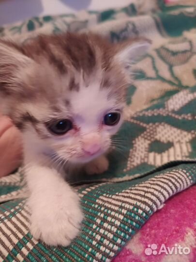 Котята отдам бесплатно