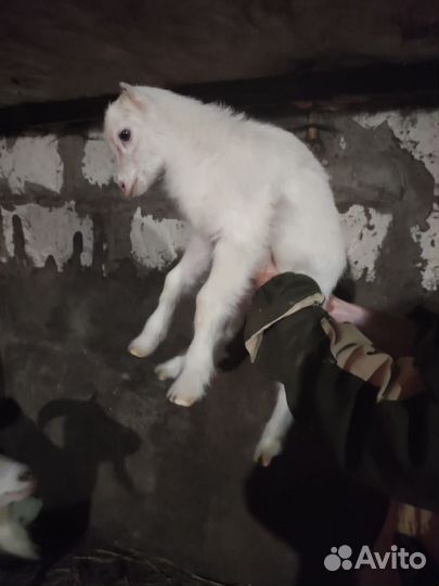 Коза