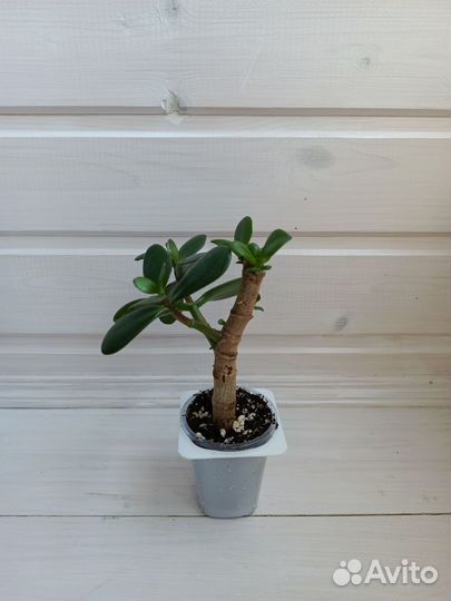 Крассула Овата, денежное дерево