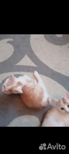 Котята