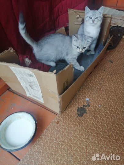 Котята в добрые руки бесплатно