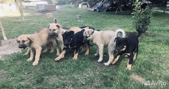 Щенки в добрые руки