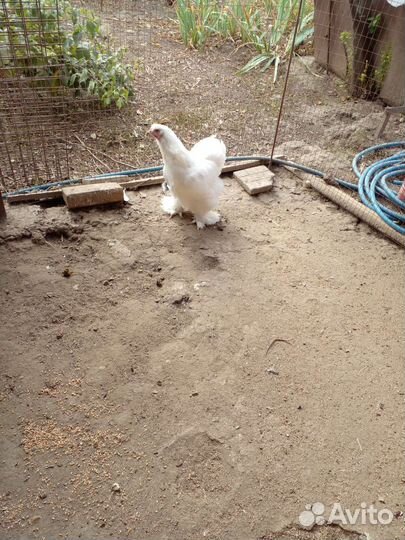 Курочки кохинхины