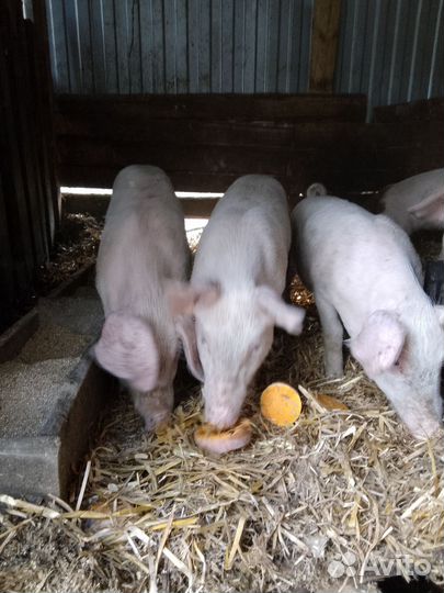 Поросята