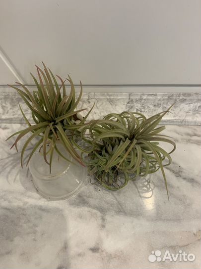 Тилландсия атмосферная