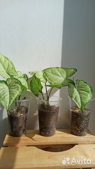 Резные домашние растения