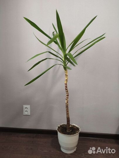 Пальма юкка