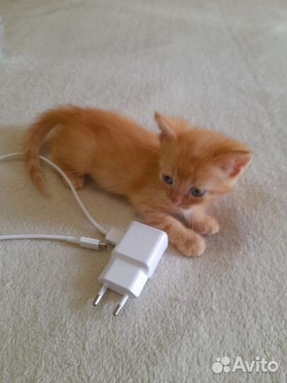 Отдам в добрые руки