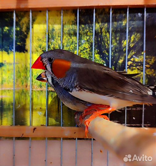 Зебровые амадины