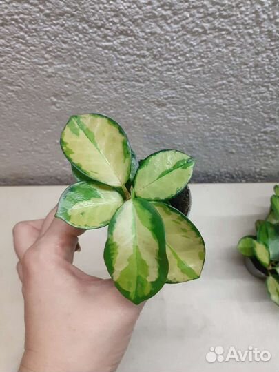 Хойя аустралис лиза