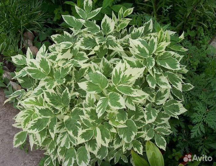 Сныть пестролистная