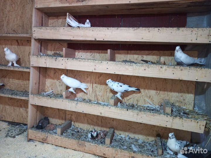 Голуби Андижанские