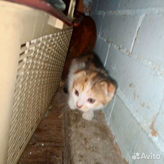 Отдам котенка в добрые руки породистые