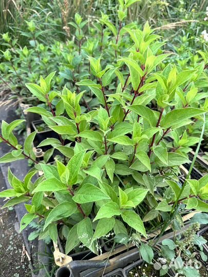 Гортензия Самарская Лидия