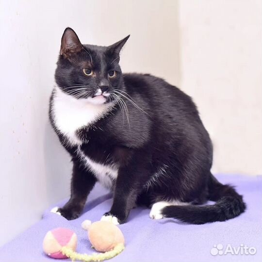 Три месяца в клетке приюта и все проходят мимо