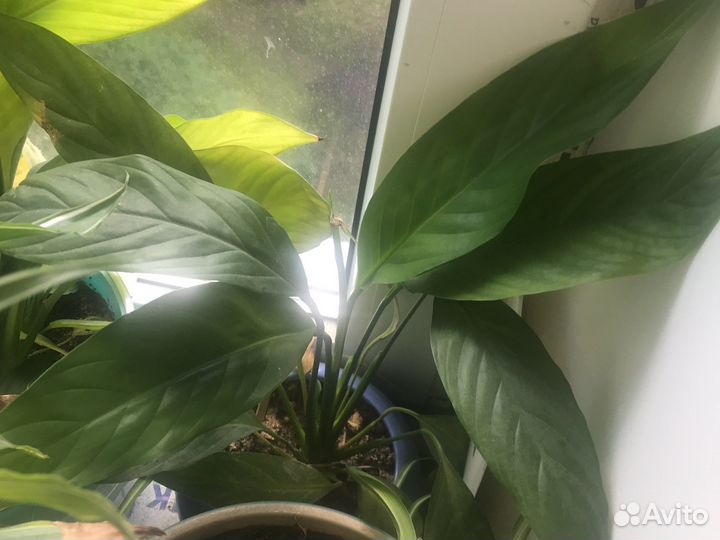 Диффенбахия крассула хлорофитум