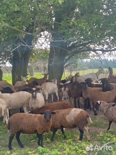 Коза дойная молочная