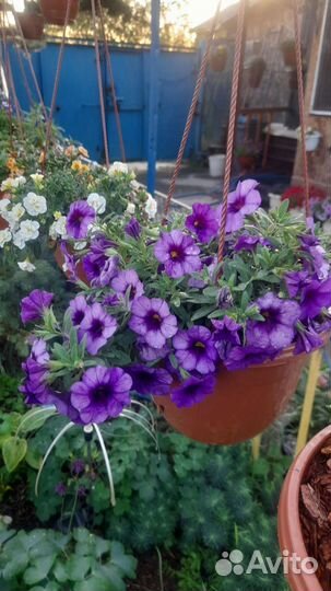 Калибрахоа