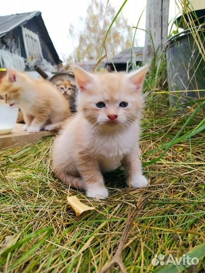 Котята трехцветный рыжий вислоухий