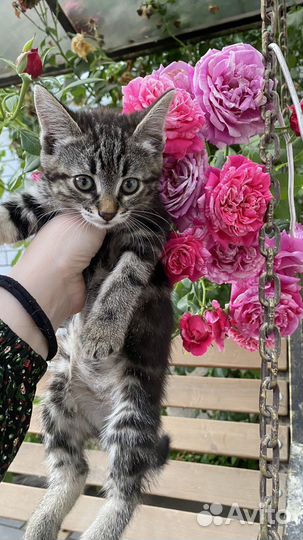 Котенок (девочка) в добрые ответственные руки