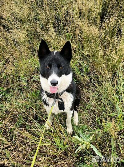 Лайка Ча-Руш