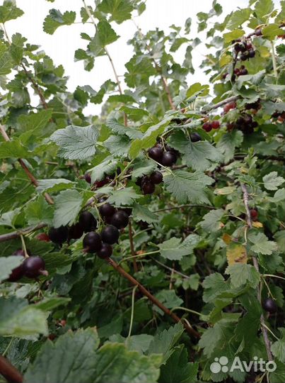 Крыжовник, йошта, красная смородина