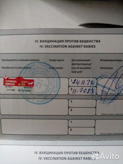 Самоедский шпиц