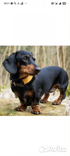 Кобель для вязки