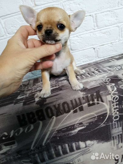 Чихуахуа