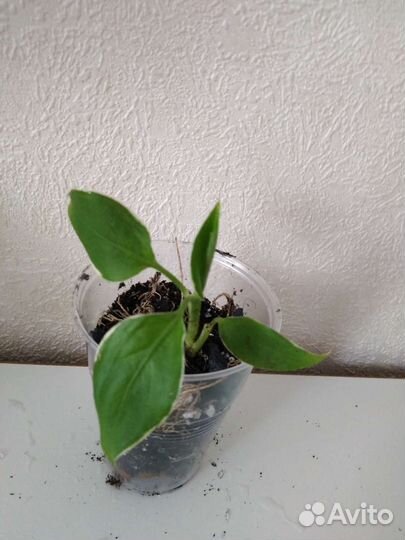 Диффенбахия Cool beauty