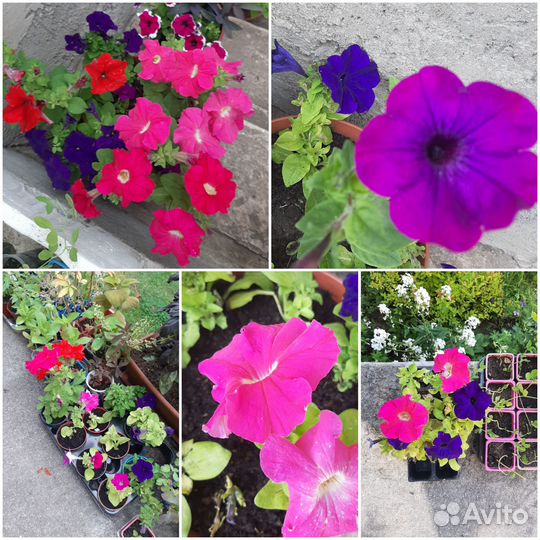 Рассада душистого табака и горошка, петуния