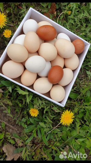 Домашние куриные яйца