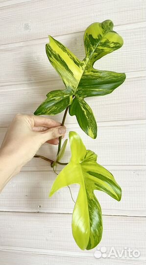 Филодендрон magic mask