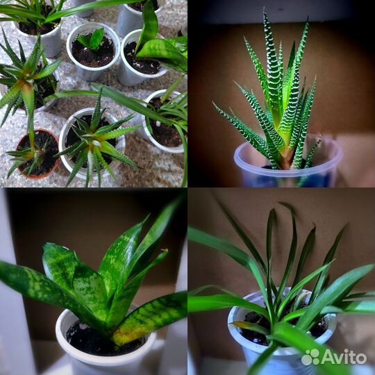 Комнатные цветы