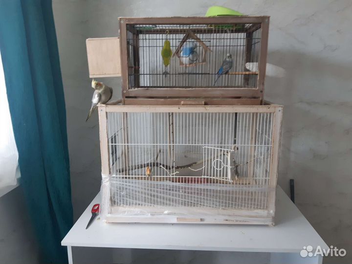 Пара корелл