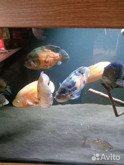 Астронотусы